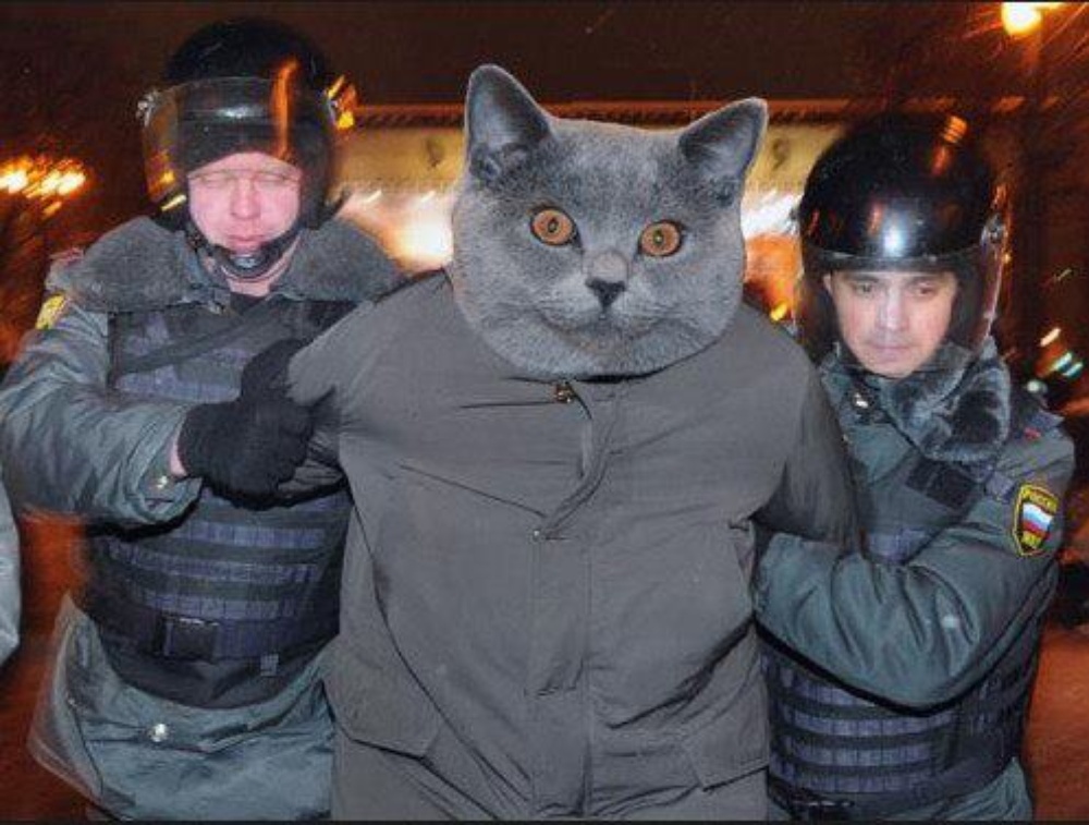 Навальный кот